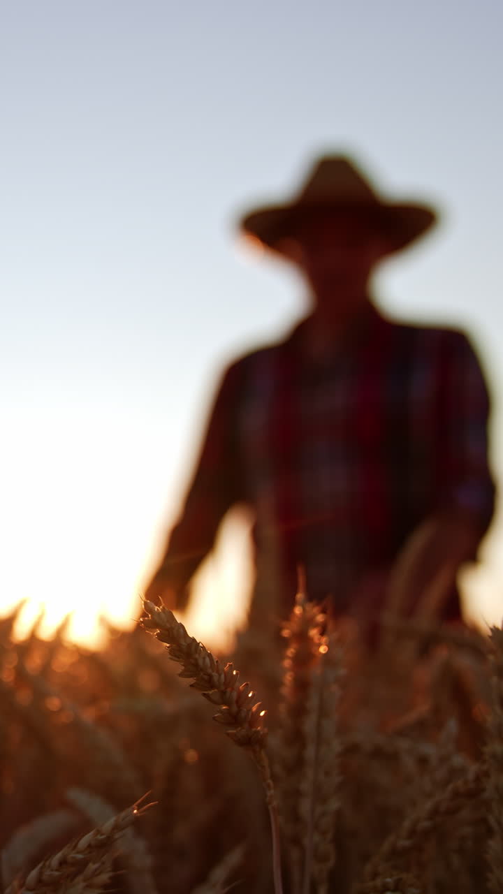 Ears of ripe wheat growing in the field in focus. Blurred male figure in a hat approaching camera. Sunset at backdrop. Low angle view. Vertical video