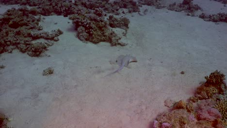 Blue-spotted-ribbontail-ray-swimming-over-sand