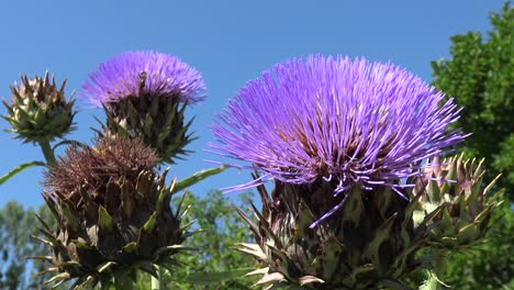 dos abejas trabajando en dos flores de alcachofa