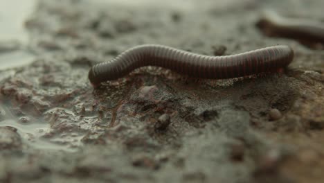 Earthworm-wriggles-on-wet-soil-surface,-close-up-shot,-showcasing-its-movement-and-texture