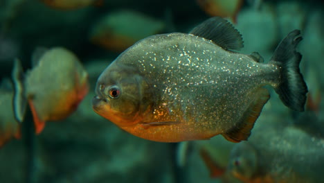 red-bellied piranha  close-up at ecorium botanical garden