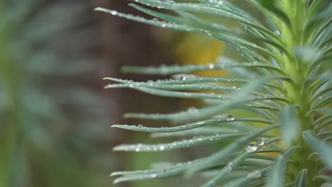 primer plano, de, gotas de agua, en, hojas