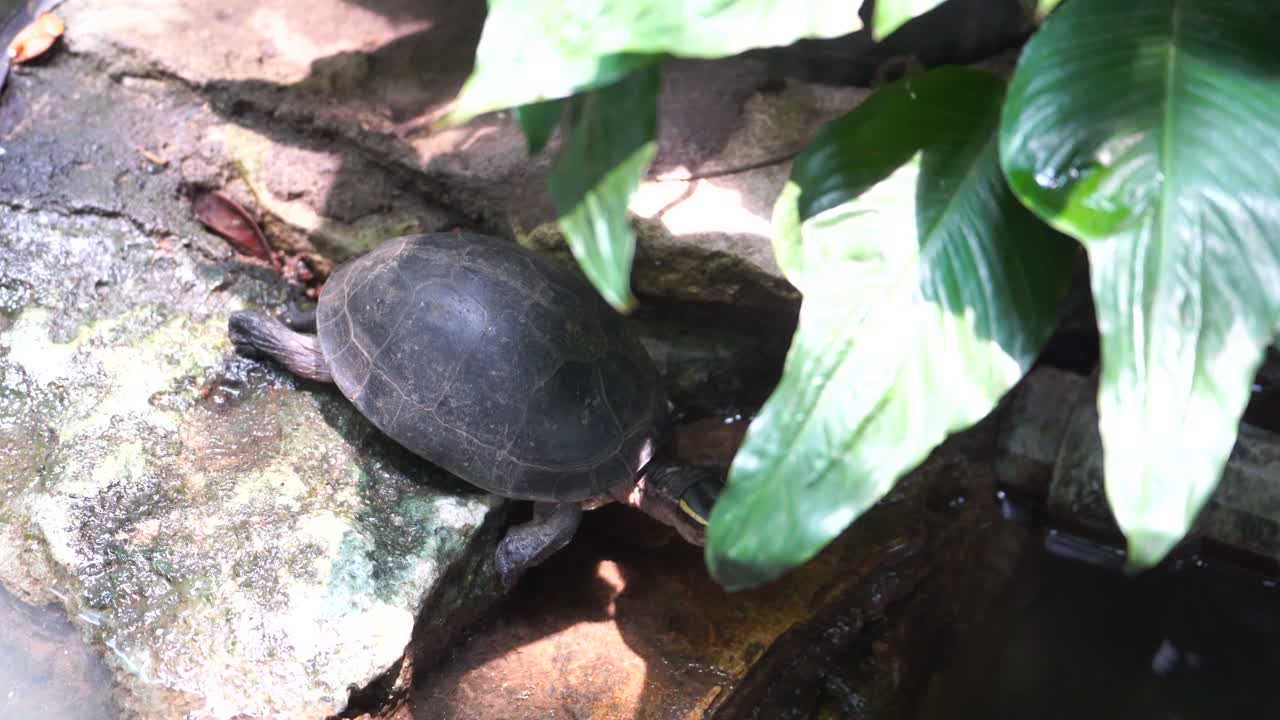 turtles playing in the water are in the zoo
