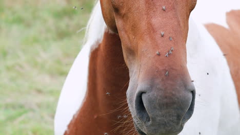 close-up of horse with flies on face in summer pasture