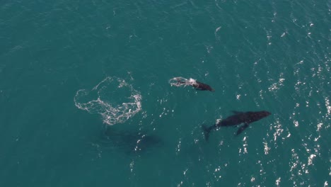 Imágenes-Aéreas-De-Un-Grupo-De-Ballenas-Jorobadas,-Incluida-Una-Ballena-Bebé-Jugando