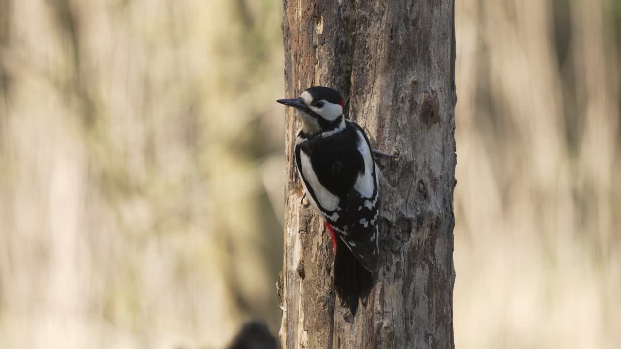 gran pájaro carpintero manchado encaramado en el lado del tronco del árbol