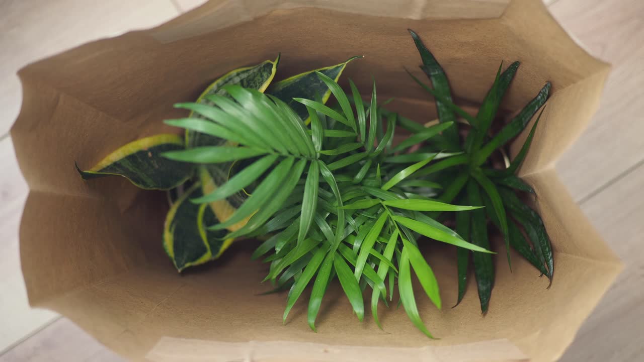 Houseplants in a brown paper bag