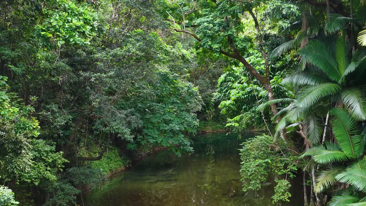 Drone footage captures a serene rainforest stream surrounded by dense greenery in Port Douglas, Australia, under soft natural lighting