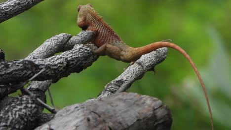 lagarto relajándose en el árbol esperando a orar