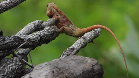 lizard relaxing on tree waiting for pray