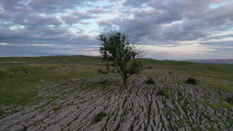 Circling-aerial-flight-anti-clockwise-round-a-single-ash-tree-growing-in-limestone-pavement