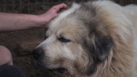 old and sleepy great pyrenees dog calm and relaxed while farmer strokes and pets it's head and ears on a farm up close