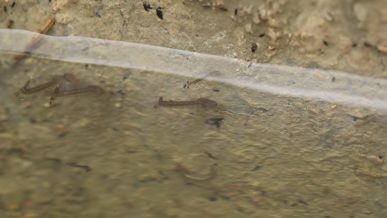 larvas del mosquito aedes portador de enfermedades que viven en aguas estancadas