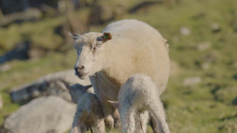 cute lambs are breastfeeding on sheep mother milk