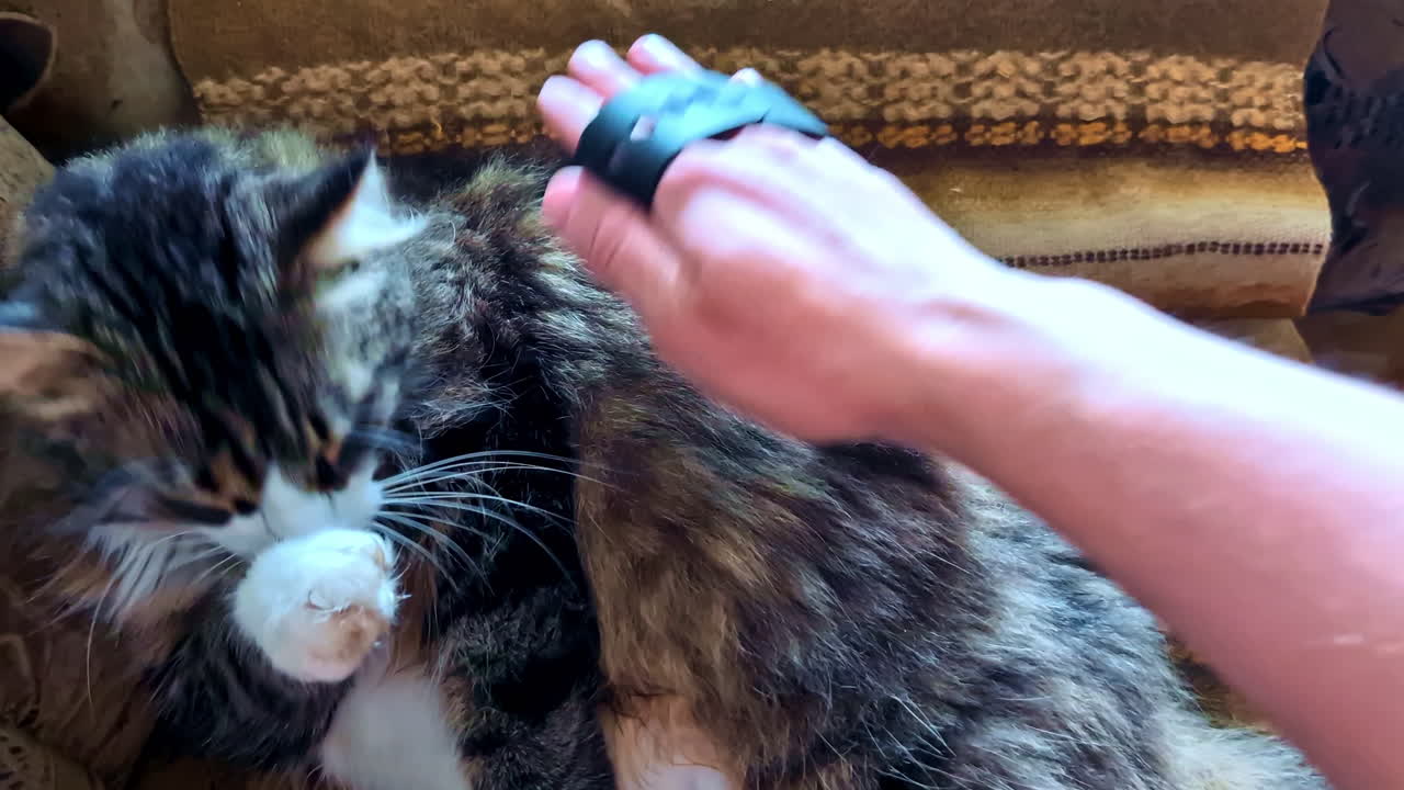 Person Grooming Relaxed Tabby Cat Indoors Using Pet Brush on Sofa Cushion