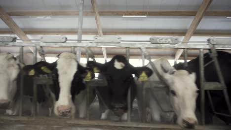 cows in a modern farm feeding stall