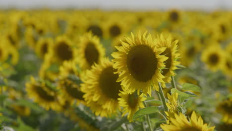 Ein-Riesiges-Sonnenblumenfeld-Im-Sommer