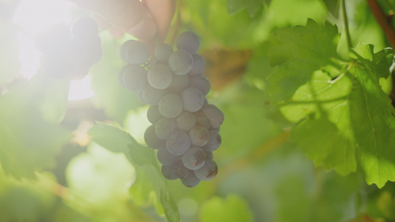 포도나무 에 있는 포도 어리