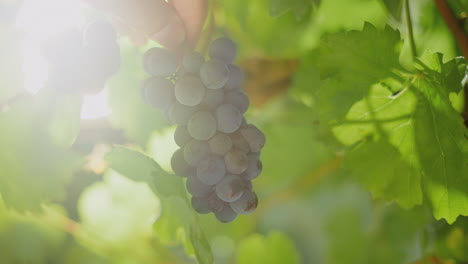un racimo de uvas en la vid