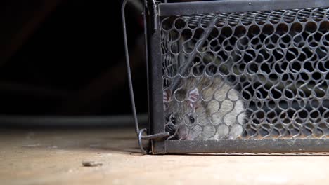 frightened live grey rat stares at camera from humane rat trap