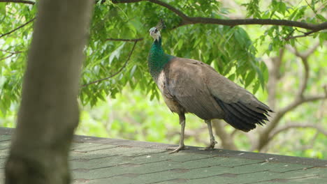 Hembra-De-Pavo-Real-Indio-Caminando-Sobre-El-Techo-Bajo-Un-árbol-En-Primavera