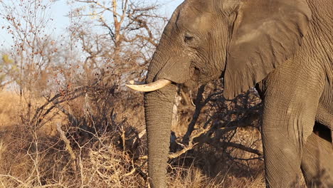 Elefant-Auf-Der-Suche-Nach-Nahrung-Im-Trockenen-Gras-Und-In-Den-Bäumen-Im-Winter-In-Afrika