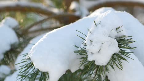 La-Nieve-En-Un-Día-Soleado-Se-Encuentra-En-Ramas-De-Pino