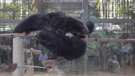 Pequeñas-Nutrias-Con-Garras-En-El-Zoológico-De-Chiang-Mai-En-El-Norte-De-Tailandia