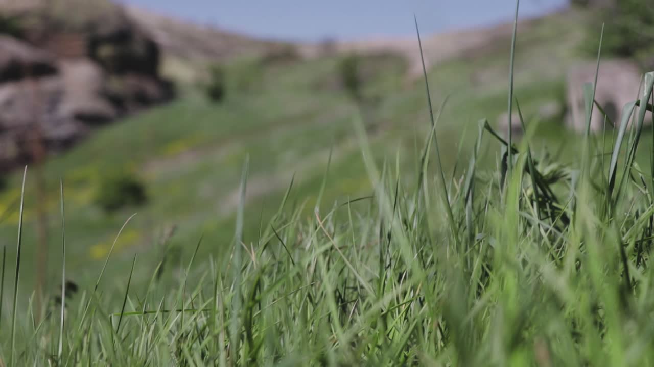 Green grass blowing on the wind. Green meadow on a mountain