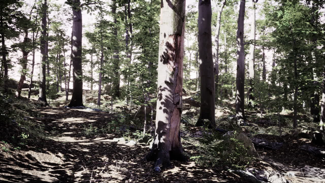 Sun beams through thick trees branches in dense green forest