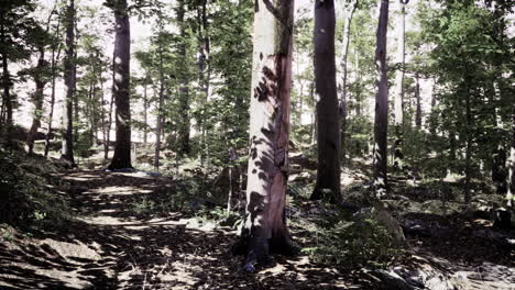 Sun-beams-through-thick-trees-branches-in-dense-green-forest