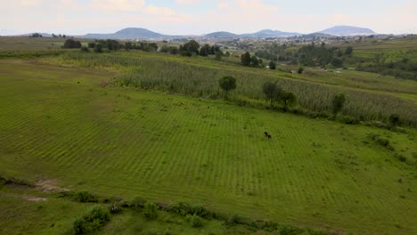 caballo marrón corriendo en un gran campo verde durante la puesta de sol