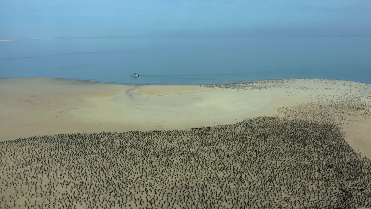 멕시코 마그달레나 만의 갈색 펠리칸으로 인 이슬라 코르손 모래 섬.