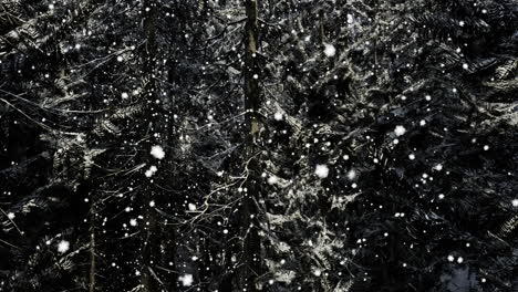 snowflakes gently falling among dark evergreen trees in a winter forest