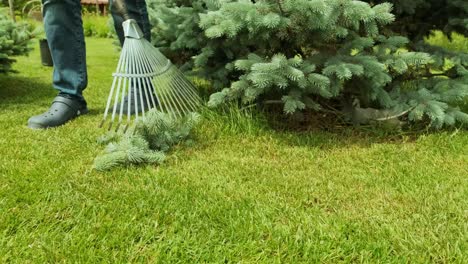 raking process. gardener raking branches of spruce after shearing a blue conifer tree and pine.