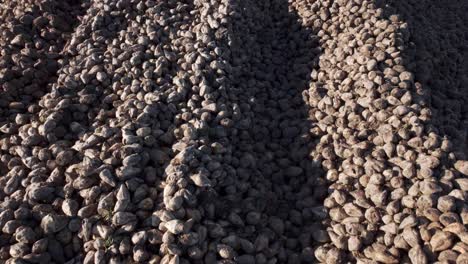 flying over sugar beet pile at the field after harvest - drone shot