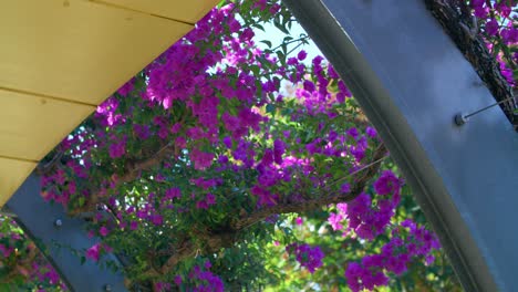 magenta bougainvillea flowers on arbour curls through the south bank parklands in south brisbane, australia