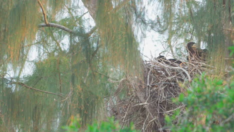 bald eagle landing on nest with fish to feed baby chicks