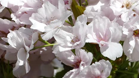 el prunus 'amanogawa es un cerezo ornamental vertical