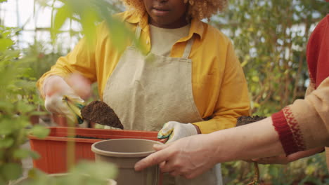 diverse colleagues repotting plant in greenhouse