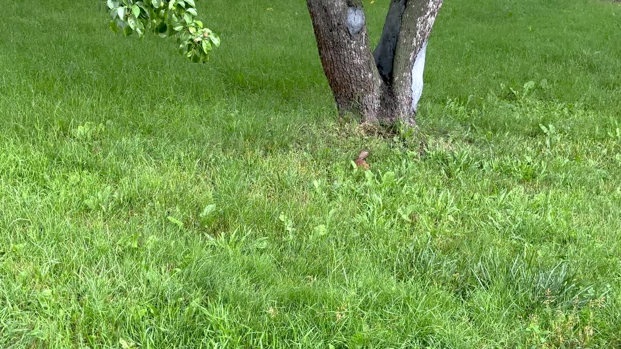 Squirrel hides nuts in the ground (4K60)