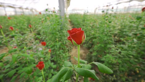 Plántulas-De-Rosas-Rojas.