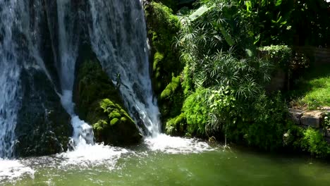 cascada y plantas en mills pond park en san saba texas