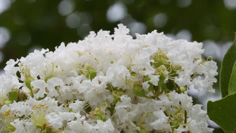 Kreppmyrtenbaum-Blüht-Im-Frühling-Mit-Weißen-Blüten