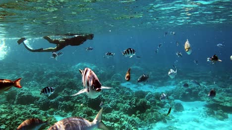 man snorkeling on clear shallow ocean waters with attractive fishes swimming over coral reefs - medium shot pan left