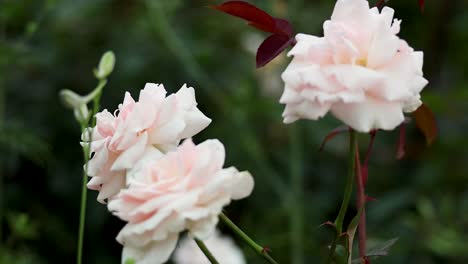 a rose blooming in a lush garden