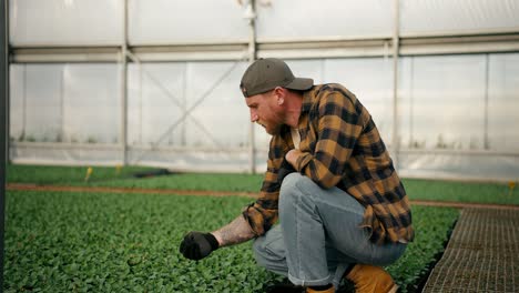 Confident-guy-Farmer-in-a-cap-in-a-plaid-shirt-sorts-through-sprouts-and-removes-unnecessary-parts-from-plants-in-a-greenhouse-on-a-farm