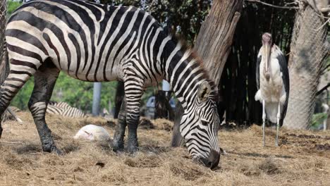 zebra and stork near a tree in a wildlife park