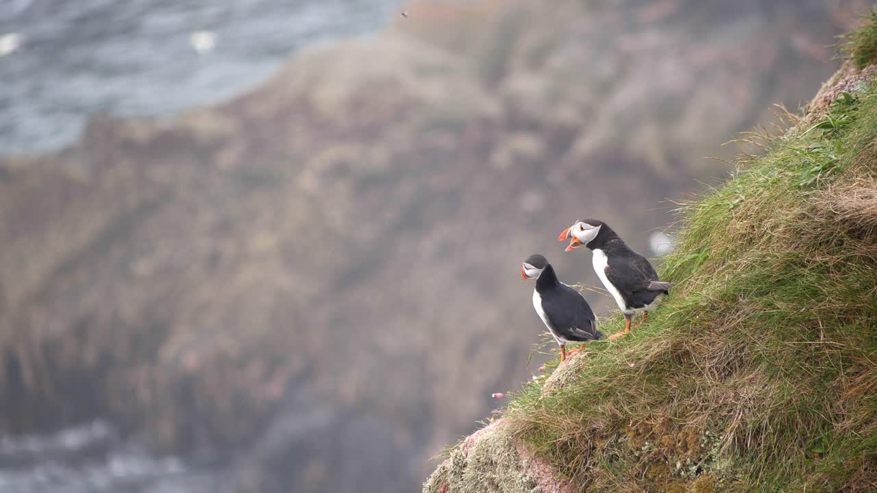 dos frailecillos saludándose en los acantilados de bullers of buchan