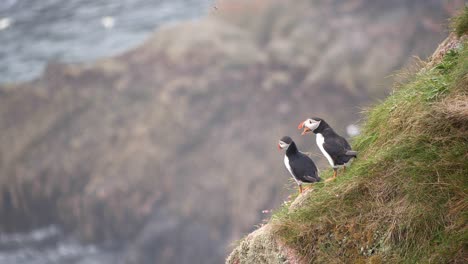 two puffins greeting each other on the cliffs at bullers of buchan